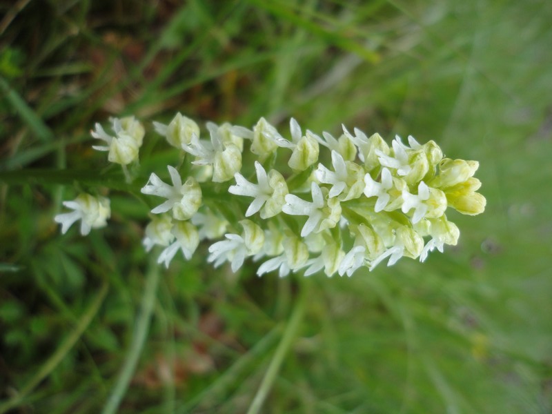 Orchidées de Chartreuse. 513