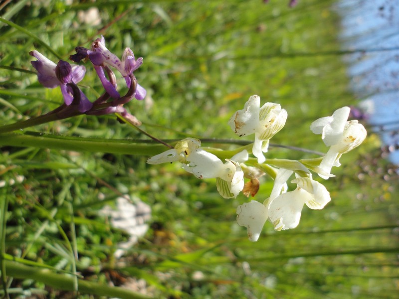 Orchidées de Chartreuse. 610