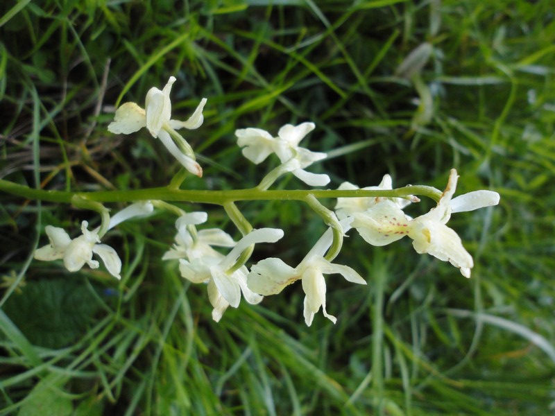 Orchidées de Chartreuse. 614