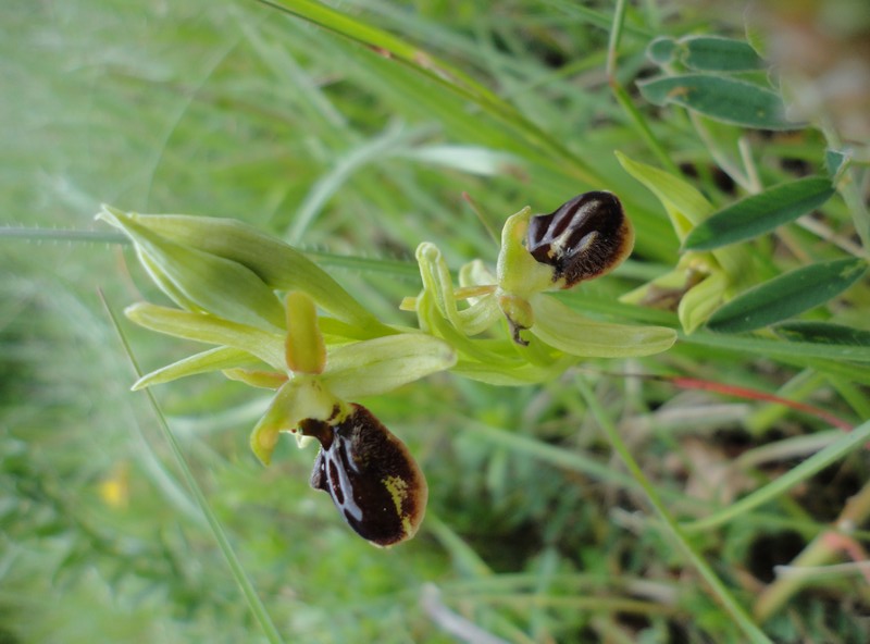 Orchidées de Chartreuse. 6510