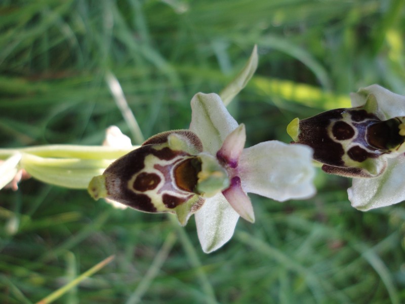 Orchidées de Chartreuse. 713