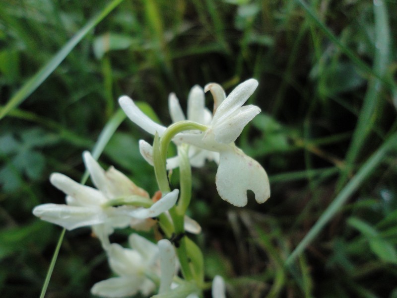 Orchidées de Chartreuse. 714