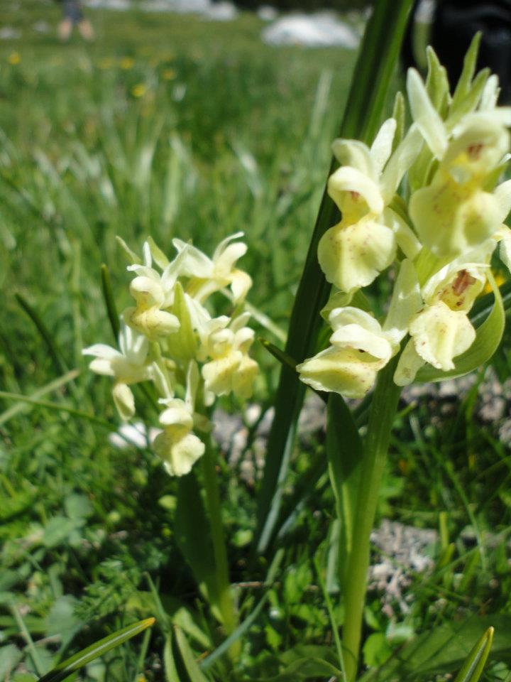 Orchidées de Chartreuse. 811