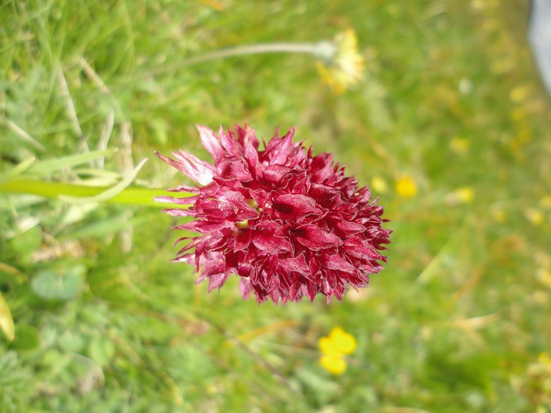 Orchidées de Chartreuse. Cor410