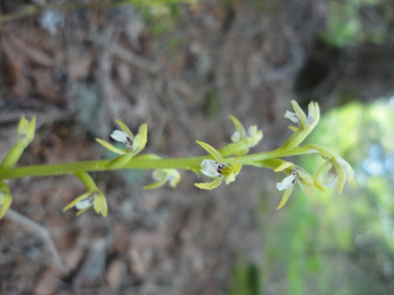 Orchidées de Chartreuse. Coralo10