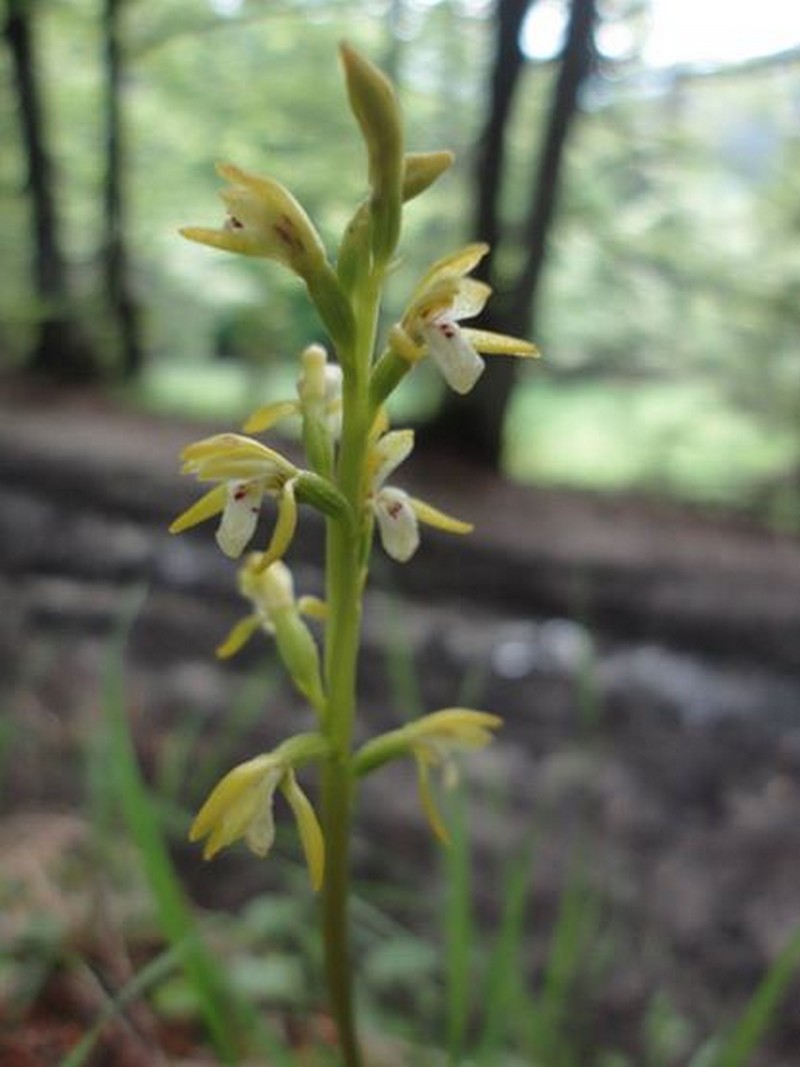 Orchidées de Chartreuse. Coralo11