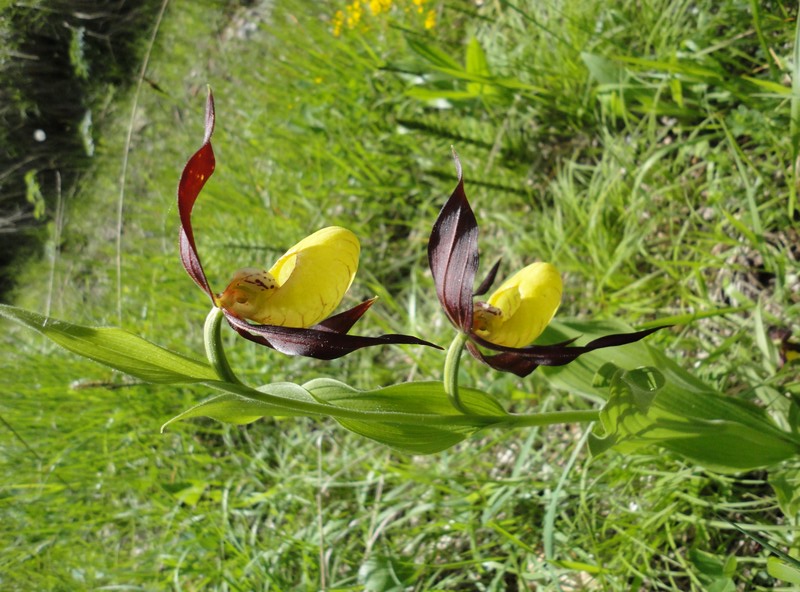 Orchidées de Chartreuse. Cyprip12