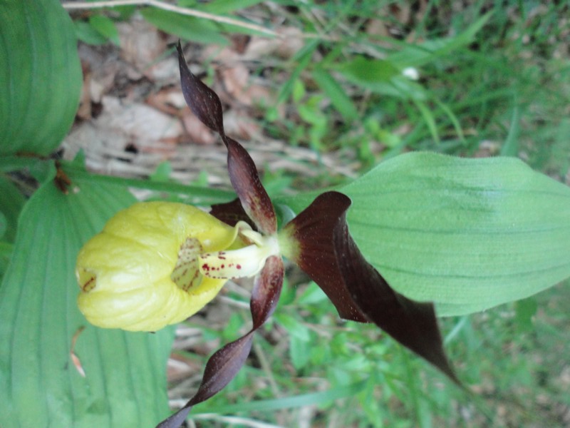 Orchidées de Chartreuse. Cyprip13