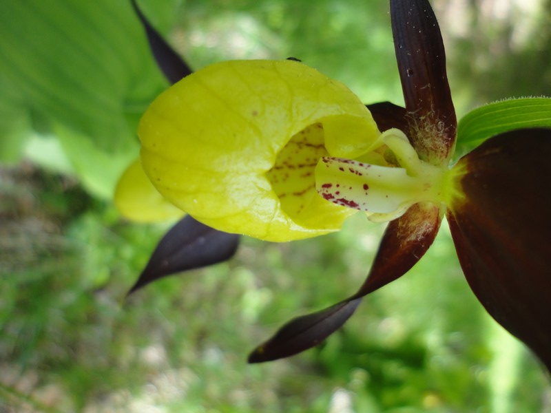 Orchidées de Chartreuse. Cyprip15