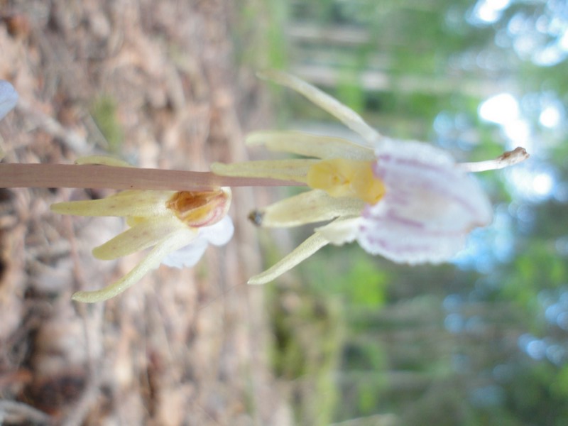 Orchidées de Chartreuse. Epipog12