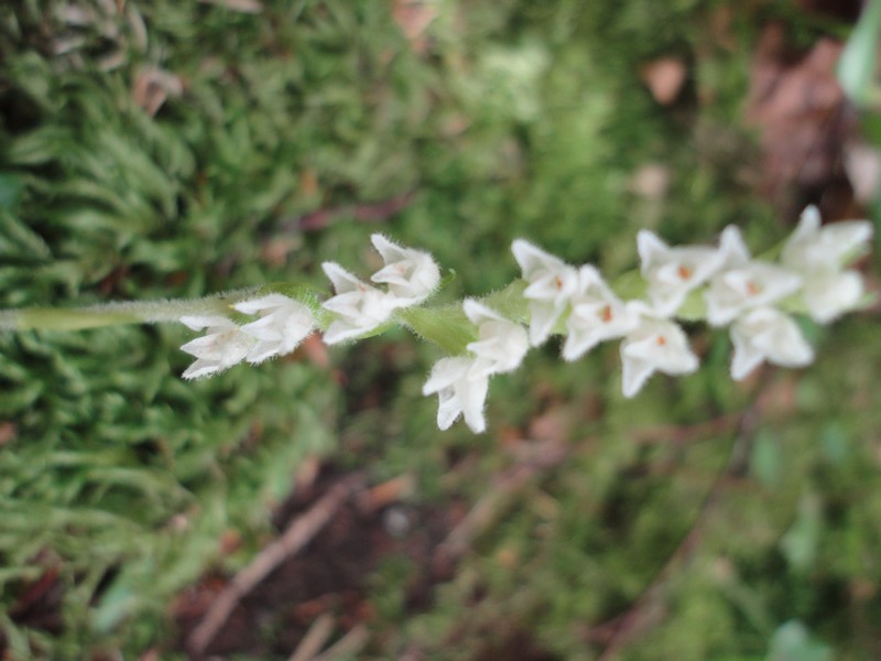 Orchidées de Chartreuse. Goo10