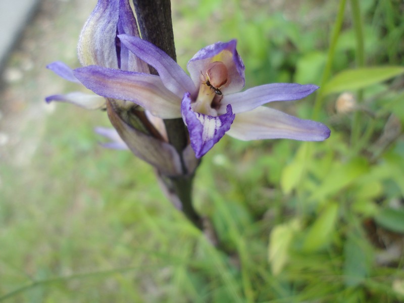 Orchidées de Chartreuse. Limo10