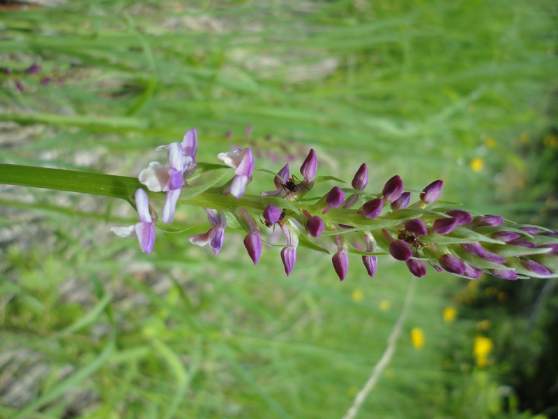 Orchidées de Chartreuse. Odo210