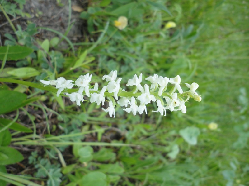 Orchidées de Chartreuse. Odo310