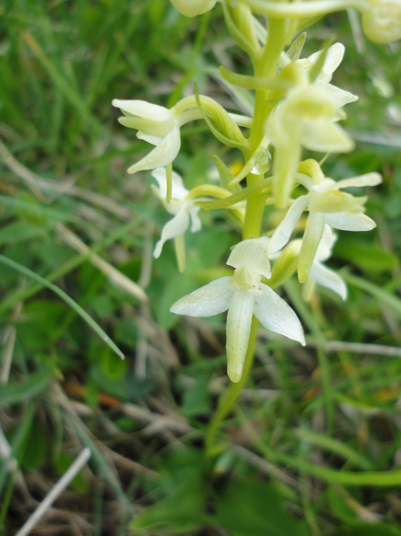 Orchidées de Chartreuse. Pl10