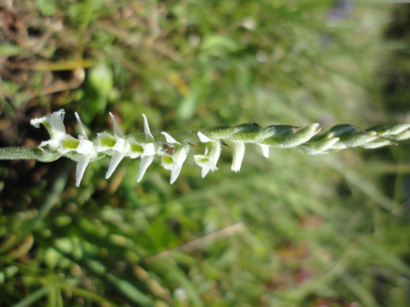 Orchidées de Chartreuse. Spir10