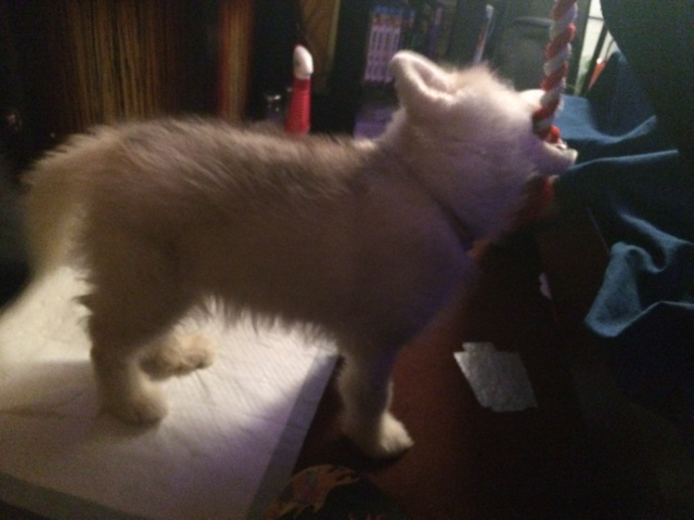 Husky Growth Rates? - Page 4 Photo_14