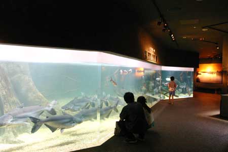 l’horrible phrase : un poisson grandit en fonction de la taille de son aquarium ... Panga10