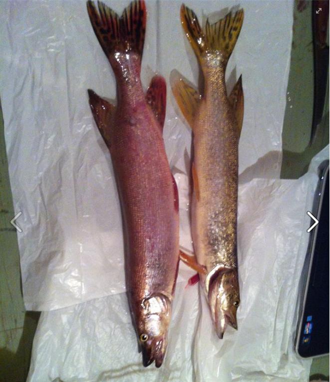 Anomalies chromatiques chez les poissons. Broche10