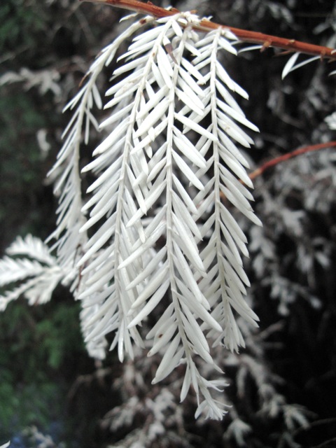 Sequoia albina-Curiosità botanica Sequoi14