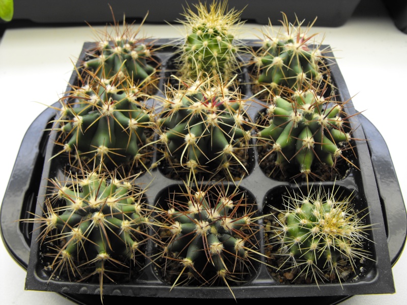Jeunes cactus qui fleurissent! Dscf1211