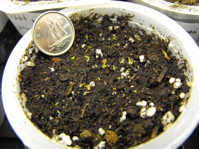 semis/germination de Rudbeckia fulgida et Pétunia Semis_10