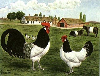 la poule Lakenfelder Pic10