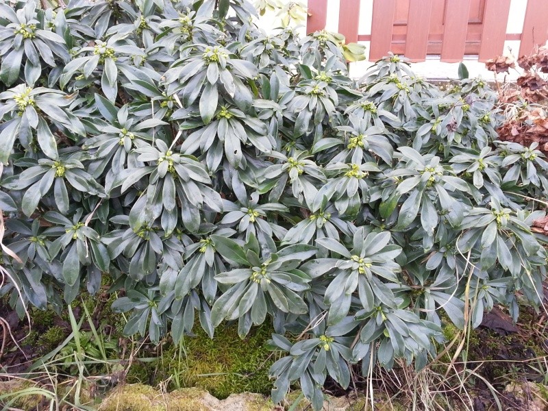 Plante sauvage dans mon jardin ....pas sure du nom!!! Plante10