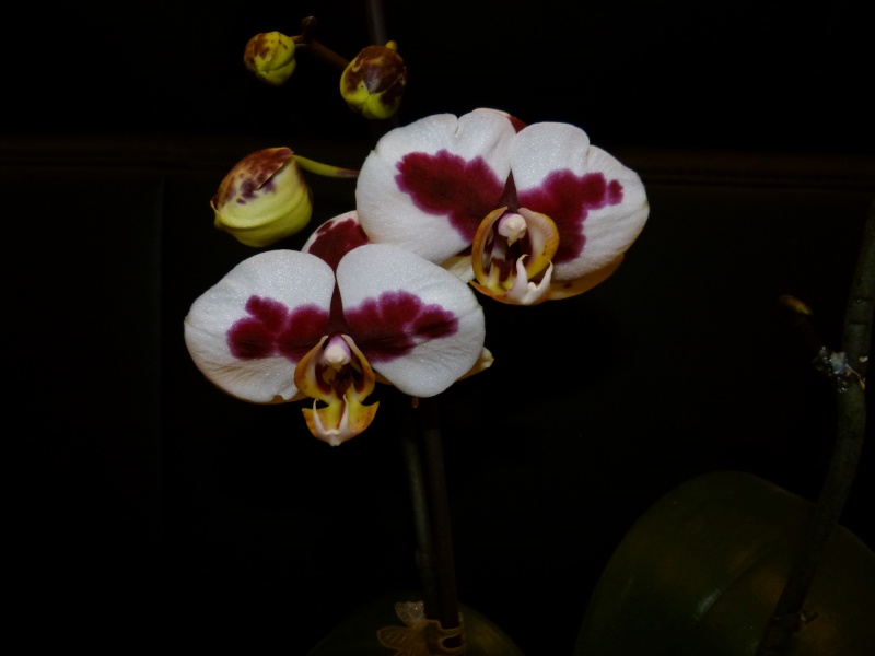 Phalaenopsis Yu Pin Pearl "M"  P1030410