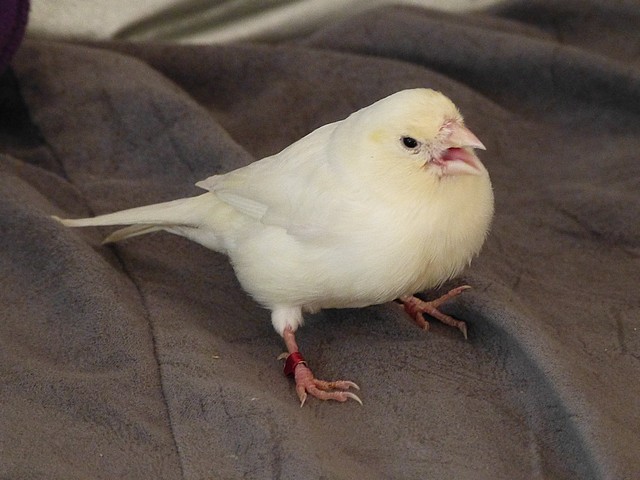 Canari. problème respiratoire 610