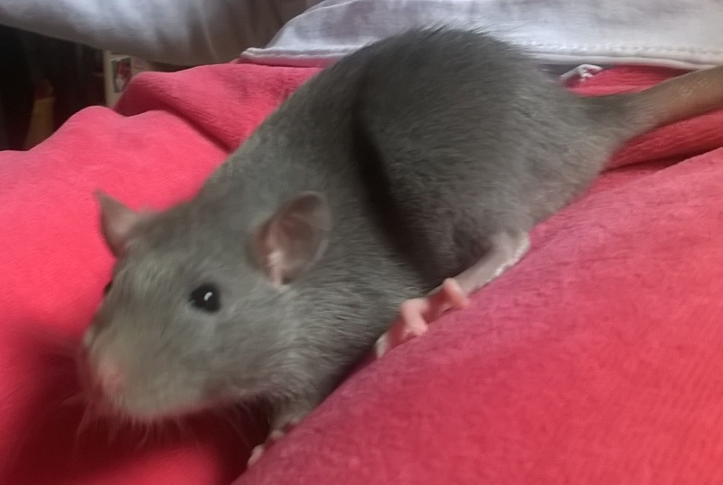 cherche adoptants pour 4 rats (2 adultes + 2 petits) Wp_20120