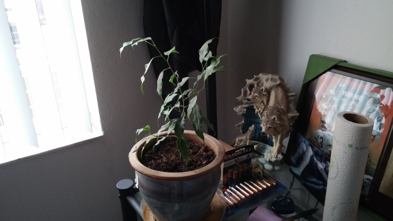 I Have A Two Year Old Ficus Benjamina That I Grew From A Clipping That I Would Like To Grow Into A Bonsai (Photos Included) 20150110