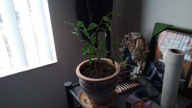 I Have A Two Year Old Ficus Benjamina That I Grew From A Clipping That I Would Like To Grow Into A Bonsai (Photos Included) 20150111