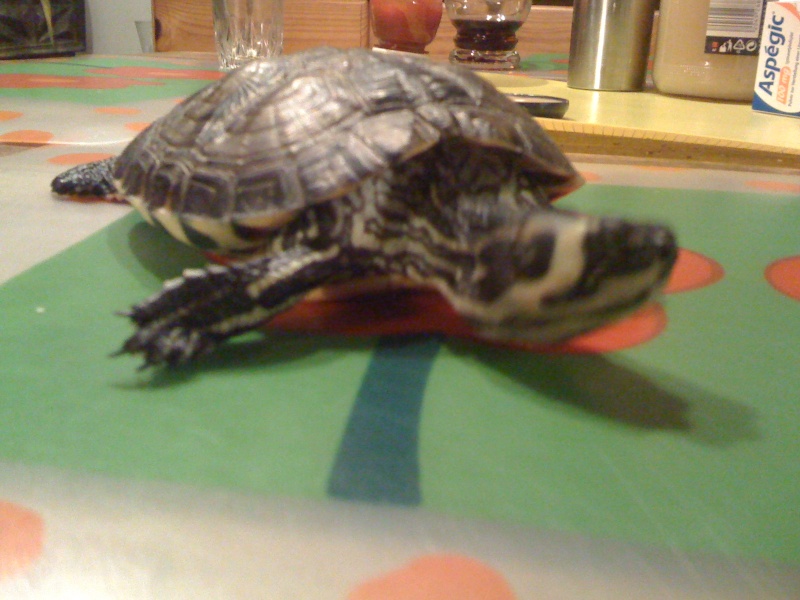 besoin d'un conseil ma tortue d'eau ne réagit plus Img_1312
