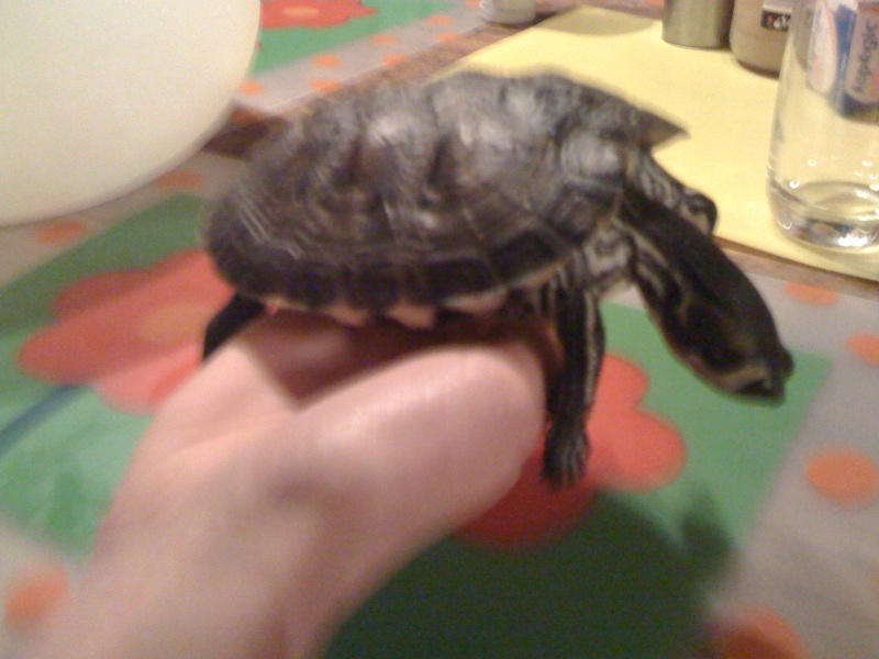 besoin d'un conseil ma tortue d'eau ne réagit plus Img_1313