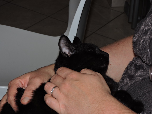 Galibo ( Pringles ), chaton noir, né mi-juillet 2014. Dscn0414