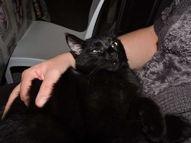 Galibo ( Pringles ), chaton noir, né mi-juillet 2014. Dscn0415