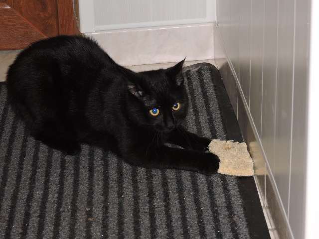 Galibo ( Pringles ), chaton noir, né mi-juillet 2014. Dscn0510