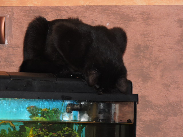 Galibo ( Pringles ), chaton noir, né mi-juillet 2014. Dscn0611