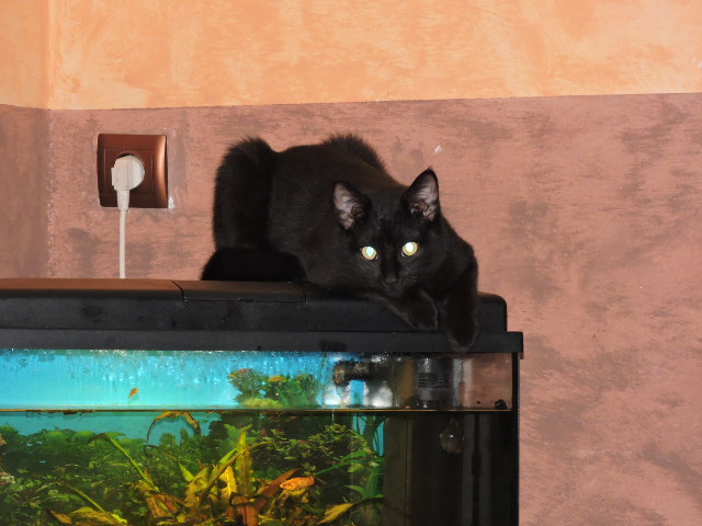 Galibo ( Pringles ), chaton noir, né mi-juillet 2014. Dscn0612