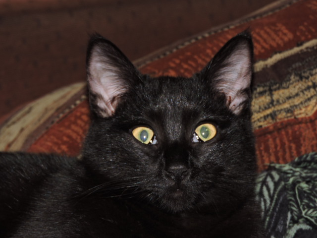 Galibo ( Pringles ), chaton noir, né mi-juillet 2014. Dscn0614