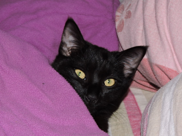 Galibo ( Pringles ), chaton noir, né mi-juillet 2014. Dscn0616