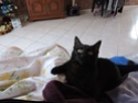 Galibo ( Pringles ), chaton noir, né mi-juillet 2014. Dscn0313