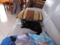 Galibo ( Pringles ), chaton noir, né mi-juillet 2014. Dscn0314