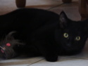 Galibo ( Pringles ), chaton noir, né mi-juillet 2014. Dscn0315