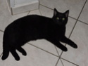 Galibo ( Pringles ), chaton noir, né mi-juillet 2014. Dscn0411