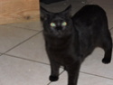 Galibo ( Pringles ), chaton noir, né mi-juillet 2014. Dscn0412