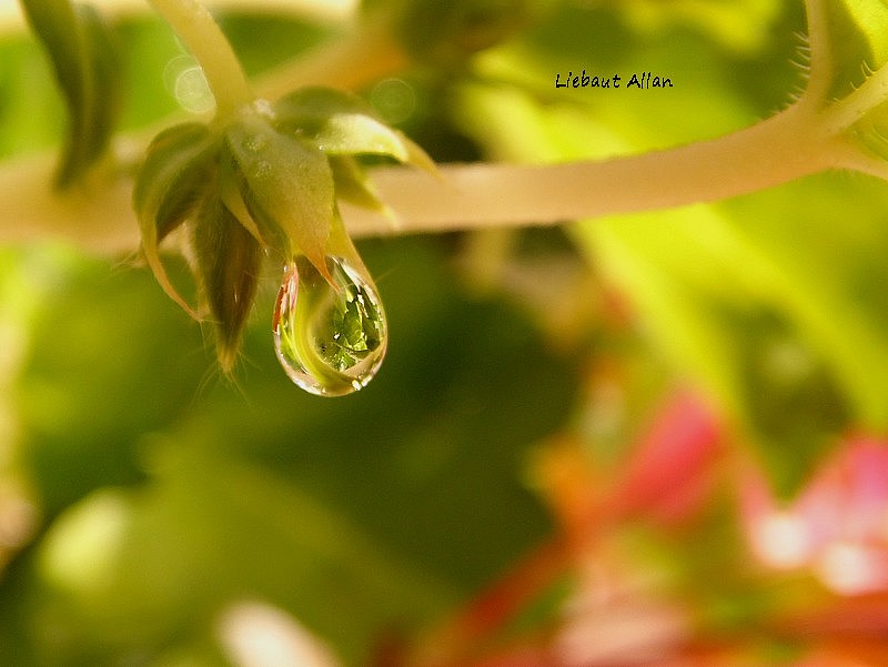 Ma passion : La photographie  Goutte10