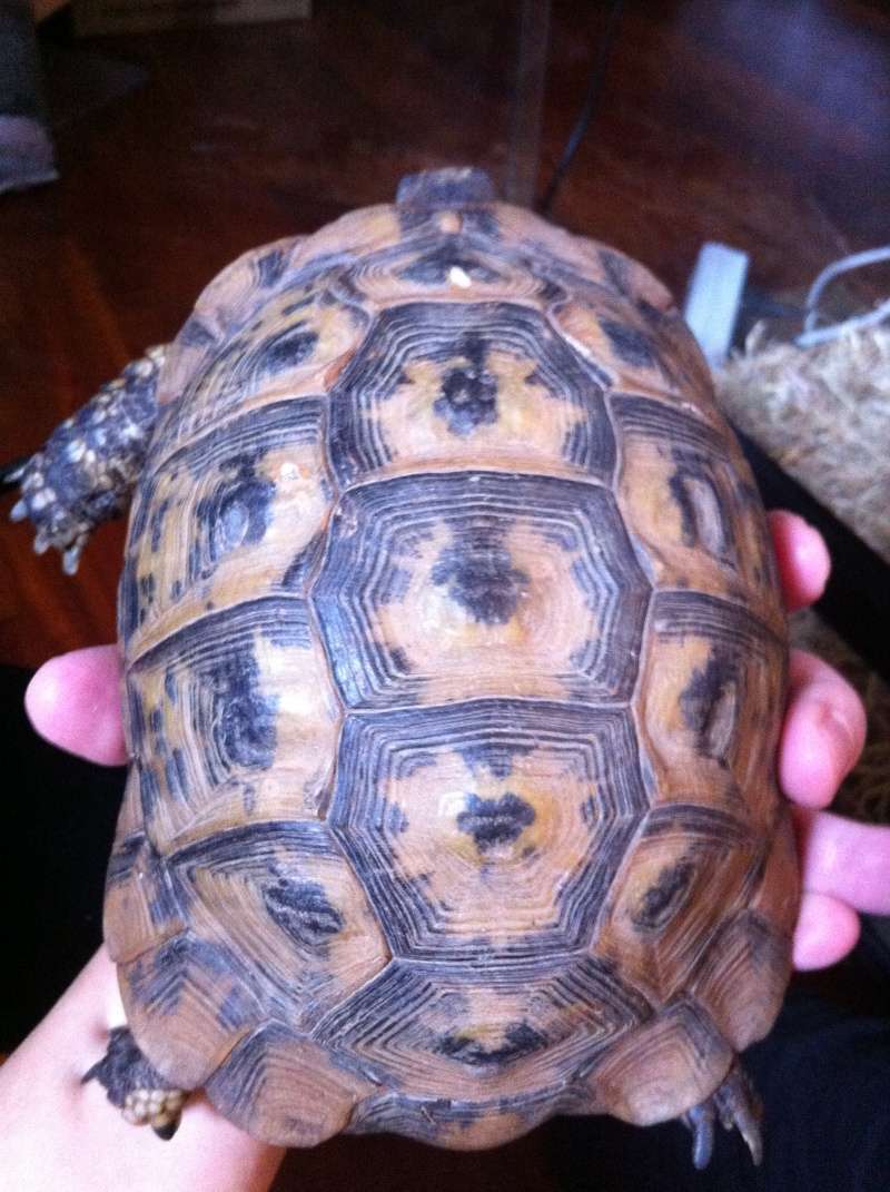 identification tortue graeca sous espèce? Harry_17