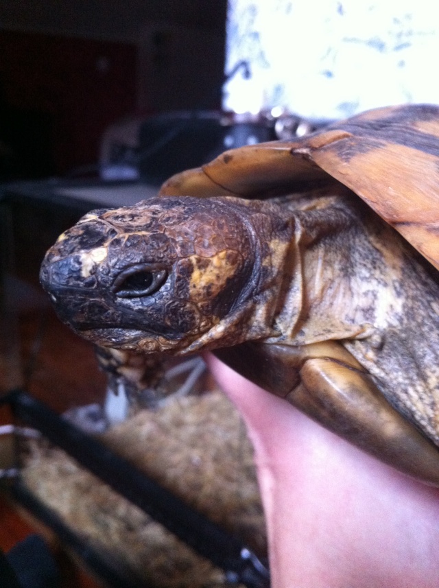 identification tortue graeca sous espèce? Harry_18